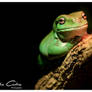 Green Tree Frog on a Log
