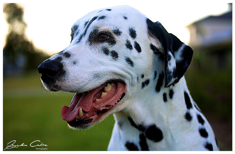 Dante the Dalmatian by jaydoncabe