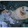 Wild Canadian Seal clapping