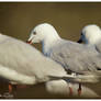 Seagulls three