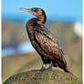 Shag on a Rock