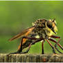 Walter the Robber Fly