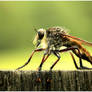 Walter the Robber Fly 4
