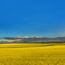 Goulburn Canola Fields NSW Australia