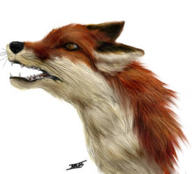 fox fur 2