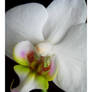 Orchidaceae serie 5