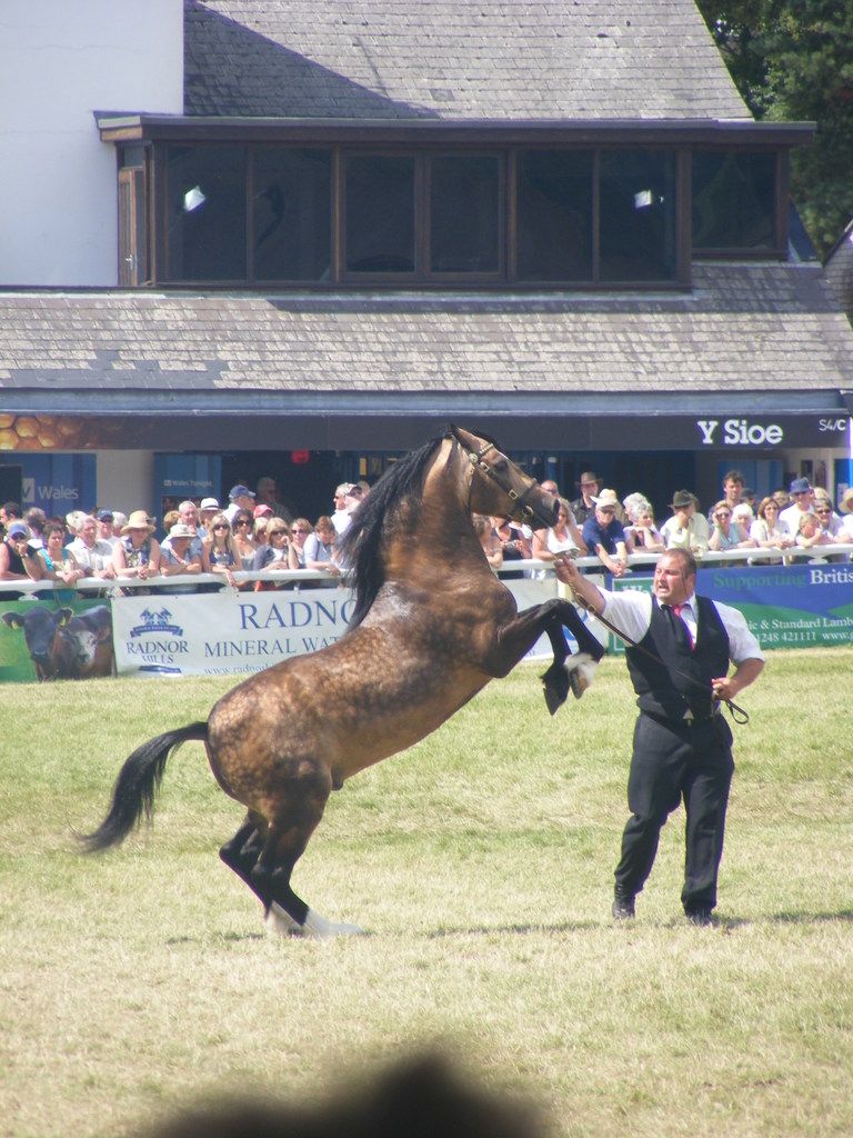 Buckskin Welsh 3