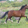 Bay Welsh Mare 6