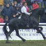 Friesian 3