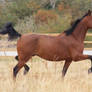 Standardbred 2