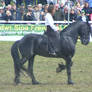 Friesian 11