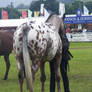 Appaloosa 3