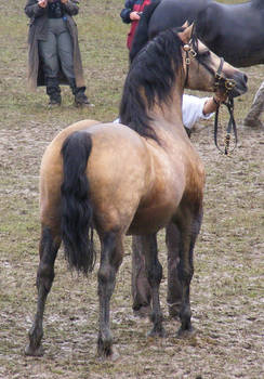 Buckskin Welsh 6