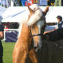 Palomino Stallion