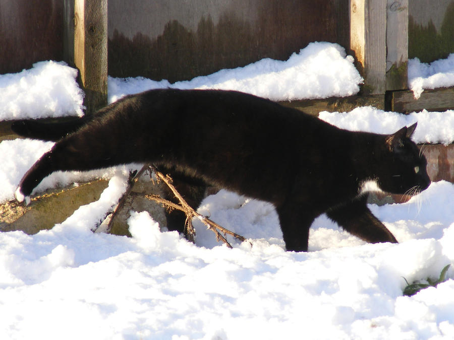 Snowy Cat