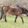 Exmoor Pony 21