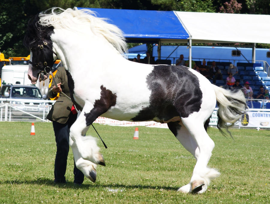 Coloured Cob 7. by xrockinrobynstock Coloured Cob 7. by xrockinrobynstock