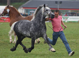 Grey Welsh