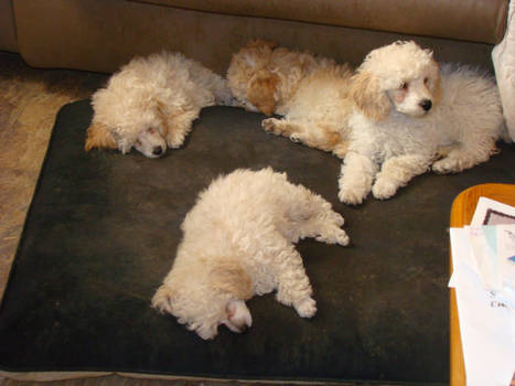 Poodle puppy snooza-palooza!