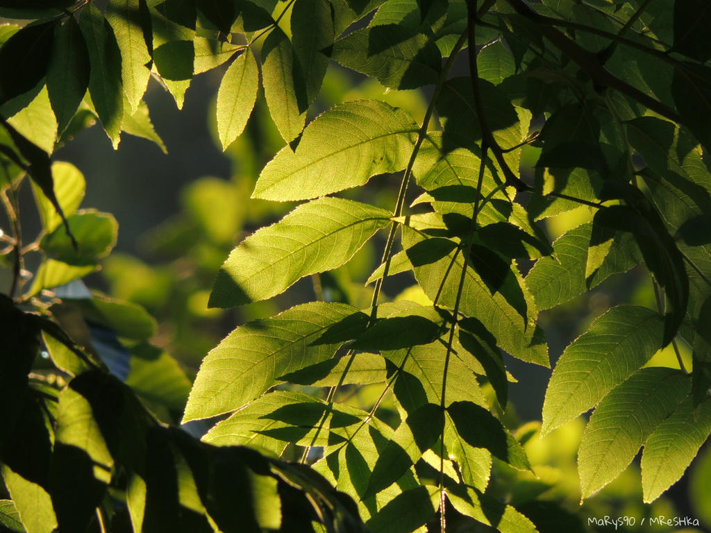 Light and Shadow