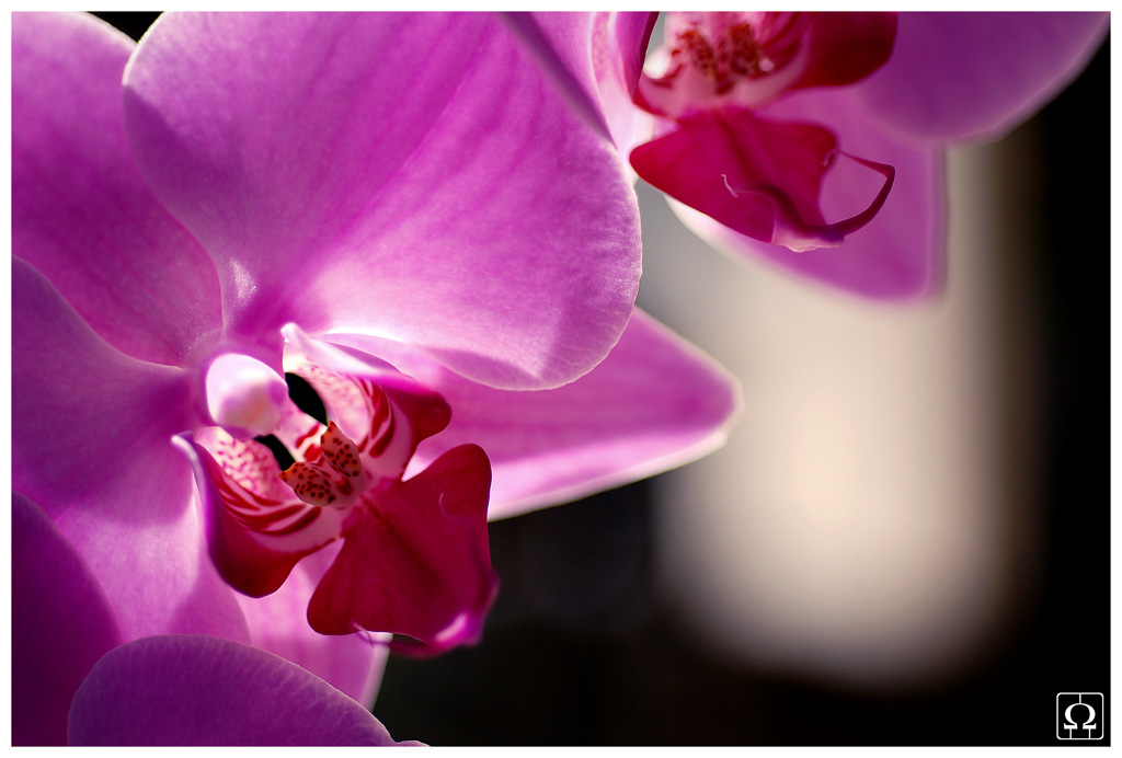 Orchids