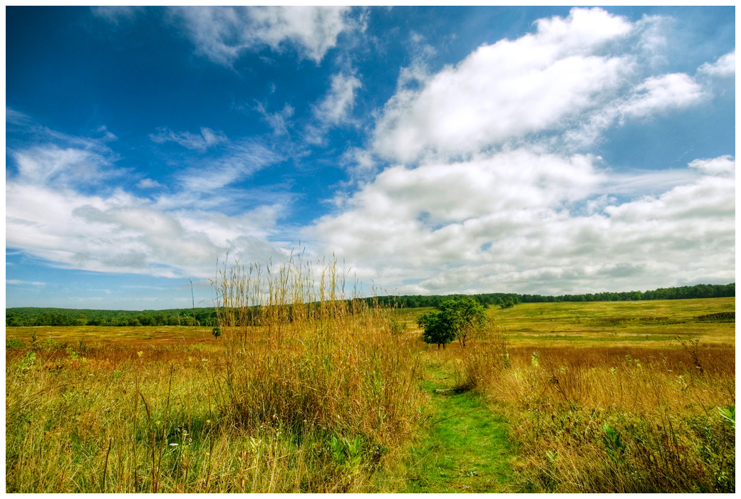 Big Meadow