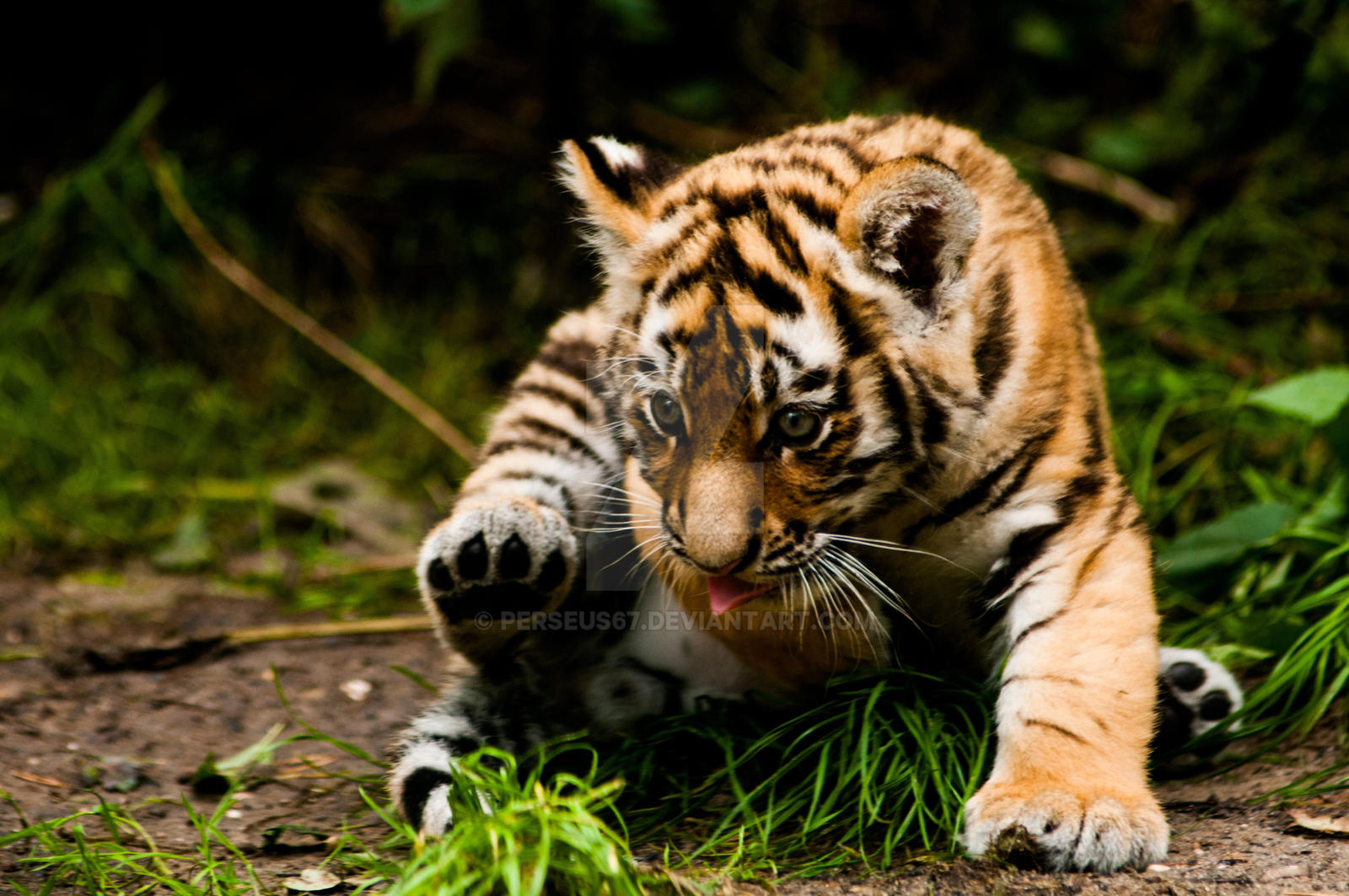 Baby tiger