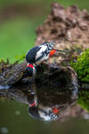 Woodpecker by Perseus67