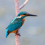 Kingfisher