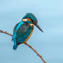 kingfisher