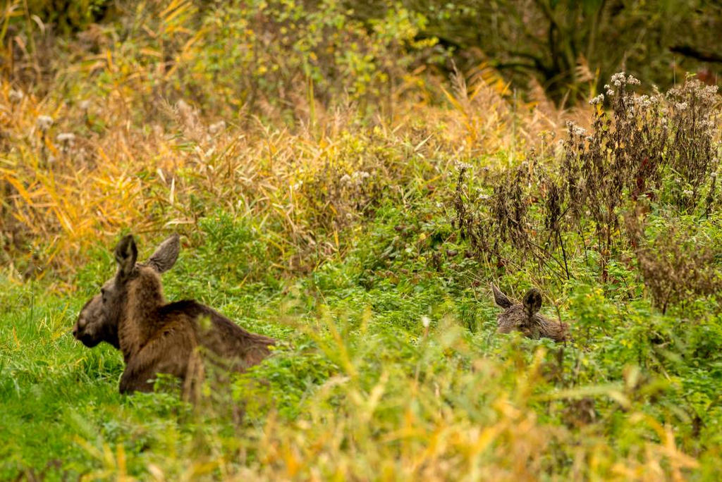 mother and child moose by Perseus67 on DeviantArt