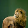 Lion king ?