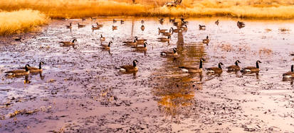 Geese on a Pond