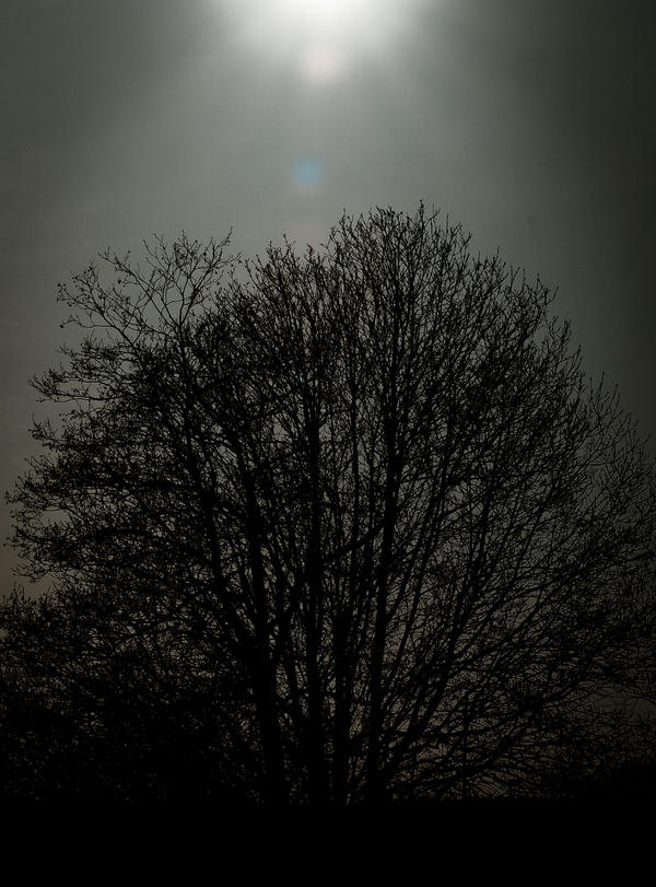 Shadow Form Tree shadow tree by Z-Nous on DeviantArt