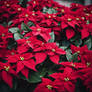  A beautiful poinsettia potted plant