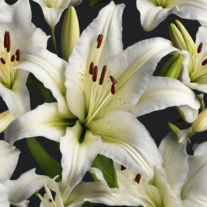 Realistic photo of a lily flower 