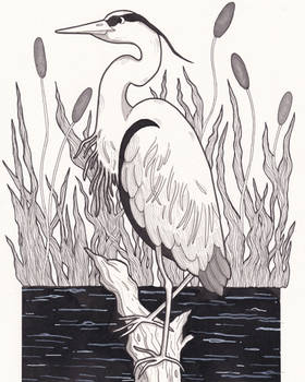 Heron