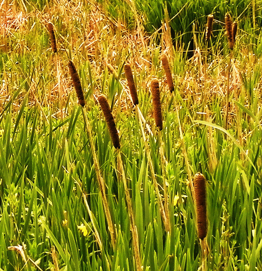 Bulrushes by qedmike on DeviantArt