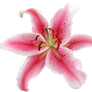 Stargazer Lily