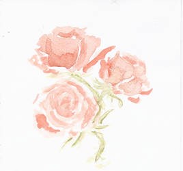 watercolor rose