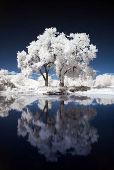 Two Trees IR