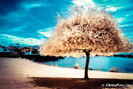 Shade under a Yellow Tree