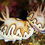 Nudibranch 002