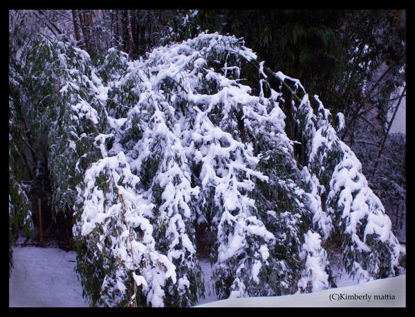 Snowcovered bamboo