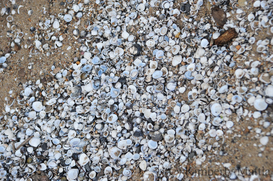 Little Shell Bitmap Little shells by snaphappy101 on DeviantArt