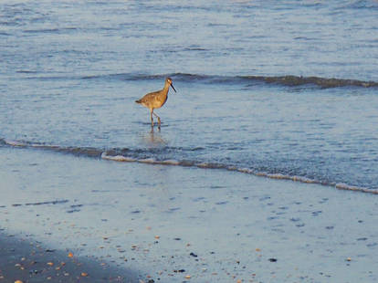 Sandpiper