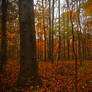 Autumn forest IV