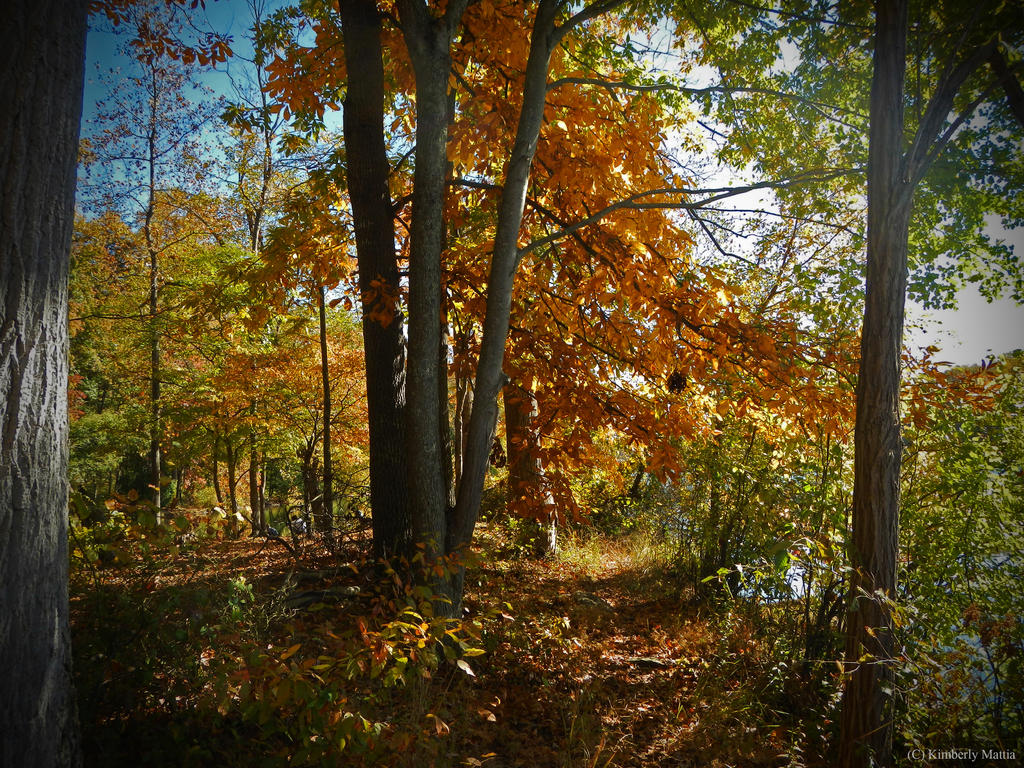 Autumn scene V by snaphappy101 on DeviantArt