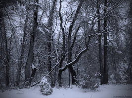 winter