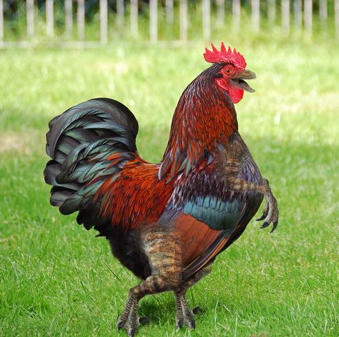 The Chicken Raptor by LillianIsley on DeviantArt